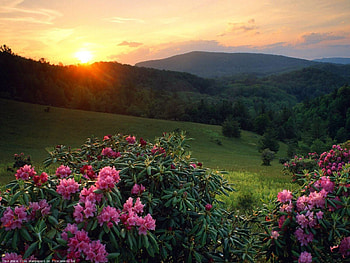 Plants, Landscape, Flowers, Sun HD wallpaper