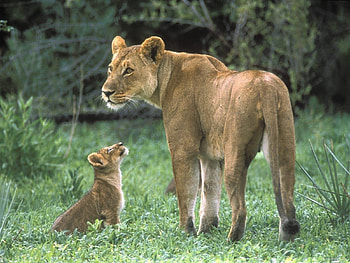 Animals, Lions HD wallpaper