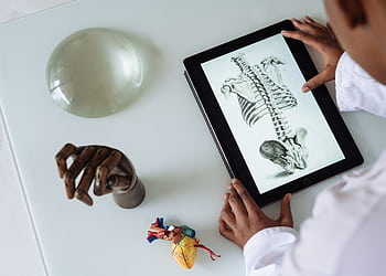 Hands examining a digital anatomy illustration on a tablet alongside anatomical models on a table. HD wallpaper