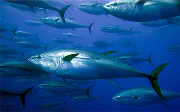Offshore Fishing Louisiana HD wallpaper