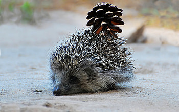 Animals, Hedgehogs HD wallpaper