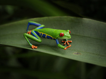 Red Eyed Tree Frog, Creative 3D artwork, CGsociety's awe, Magical creature HD wallpaper