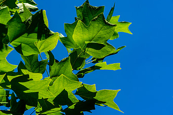 Tulip Tree, Cold Stream Farm, Deciduous Trees, Liriodendron Tulipifera HD wallpaper