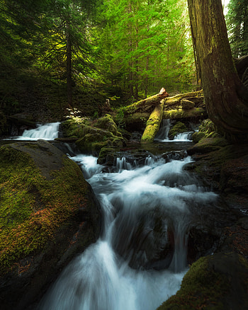 Nature, Waterfall, Spray, Moss, Driftwood HD phone wallpaper