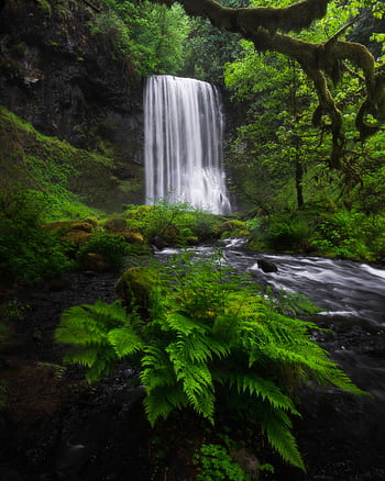 Captivating waterfall surrounded by vibrant greenery and ferns, showcasing natural beauty. HD phone wallpaper