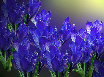 Evening Blues, blue, dew drops, green, flowers, blooms, evening HD wallpaper