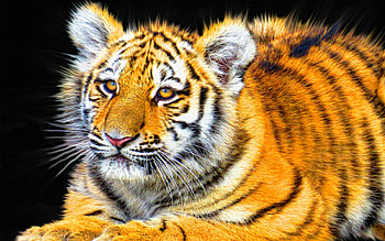 Tiger Cub, Animals HD wallpaper