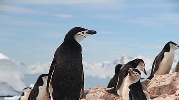 Antarctica Travels, Penguin paradise, Stunning graphy HD wallpaper
