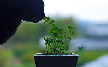 Animals, Plants, Cats HD wallpaper