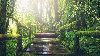 Rainforest path, Nature's bridge, Daylight stroll, Tropical wonderland HD wallpaper