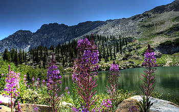 mountain flowers, flowers, mountain HD wallpaper