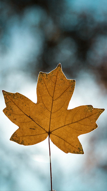 blur, close-up, fall, nature, leaf HD phone wallpaper