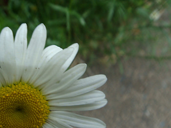 Daisy 1, spring, color, close up, flower HD wallpaper