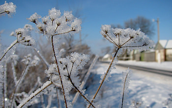 Winter, Nature, Snow, Road, Frost, Hoarfrost, Cold, Dill HD wallpaper