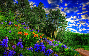 Spring, Road, , Flower, Birch, Sky, Tree, Flowers HD wallpaper