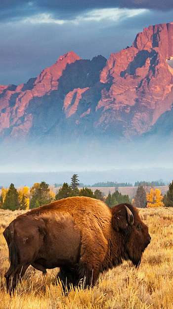 Bison, USA, Bing Microsoft HD phone wallpaper