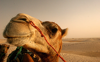 Camel , High definition HD wallpaper