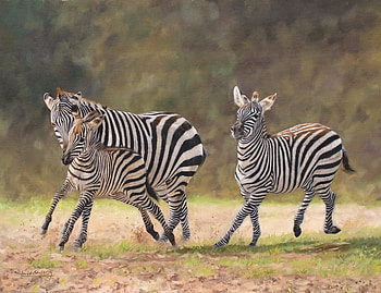 Frisky, parents, running, foal, zebras, wild HD wallpaper
