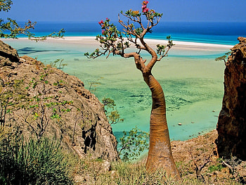 Plants, Landscape, Trees, Sea HD wallpaper