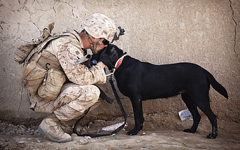 a hero's welcome, dogs, cute, animals, lovable HD wallpaper