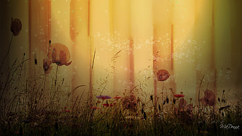 Poppies on the Wall, firefox persona, poppies, old, poppy, antique, building, flowers, wall, vintage HD wallpaper