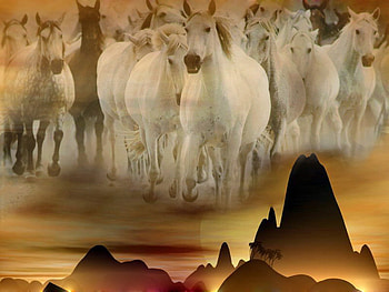 desert horses, white, wild, dark, horses, pretty, yellow, desert, sky, sunset HD wallpaper