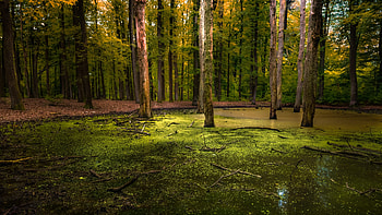 Swamp, jungle, nature, forest HD wallpaper