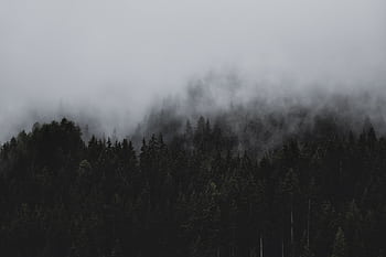 A moody, foggy forest scene capturing the essence of nature's tranquility. HD wallpaper