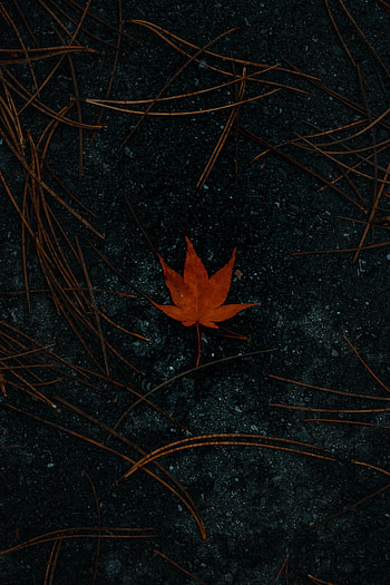 Autumn, Macro, Asphalt, Leaflet, Maple HD phone wallpaper