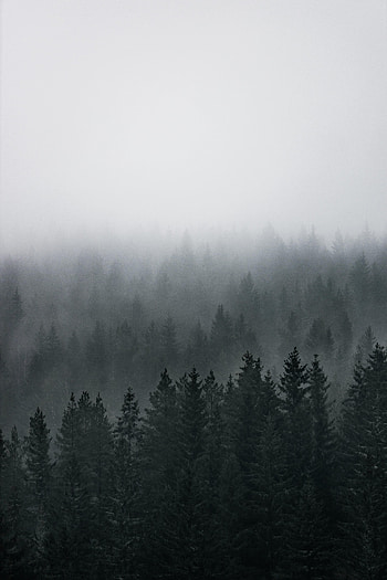 Nature, Trees, Pine, View From Above, Coniferous, Forest, Fog HD phone wallpaper
