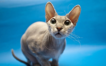 Background, Animals, Sphinx, Cat, Eared HD wallpaper