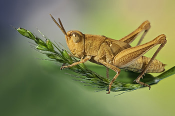 Grasshopper, Macro background, Section macro, Resolution HD wallpaper