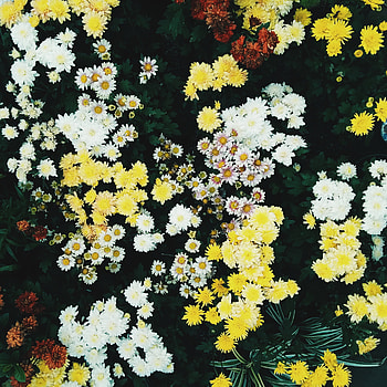 Flowers, Field, Flora HD phone wallpaper