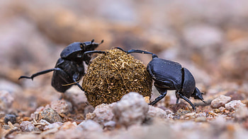 Beetle, Beetle animal , Animal, Posted HD wallpaper