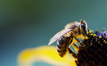 Flower, Macro, Bee, Pollen, Pollination HD wallpaper