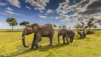 Animals elephants, Maasai Mara County Park HD wallpaper