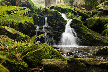 Nature, Water, Rocks, Waterfall, Fern, Moss HD wallpaper