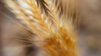 Macro Wheat , macro, flowers, wheat HD wallpaper