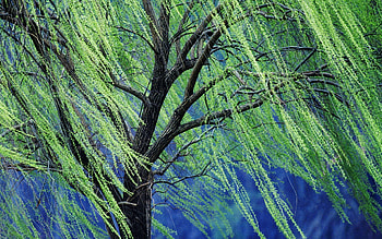 Weeping willow, Nature's elegance, Graceful branches, Serene beauty HD wallpaper