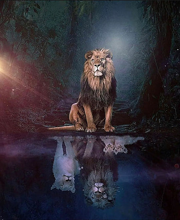 Lion blapen 4, king HD phone wallpaper