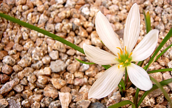 Stones, Flower, Macro HD wallpaper