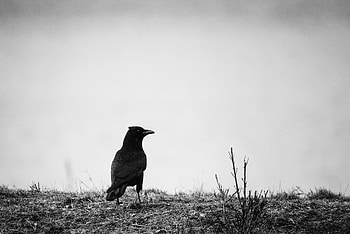 Animals, Grass, Bird, Bw, Chb, Raven HD wallpaper