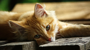 Animals, Cats HD wallpaper