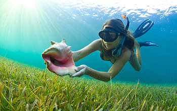 Scuba Diving, swimming, hobby, woman, activity, shell, babe, lady, outdoors, nature, water, ocean HD wallpaper