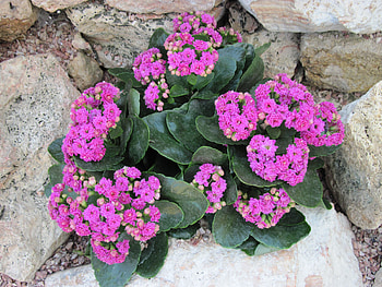 Kalanchoe day graphy 16, purple, Kalanchoe, graphy, green, garden, flowers, rocks HD wallpaper