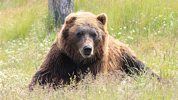 bear , ry, Brown bear's power, Nature's marvels HD wallpaper