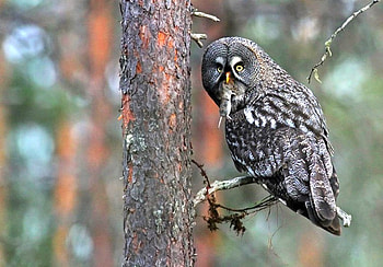 Owl w Hunt, cool HD wallpaper