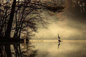 :), silhouette, mist, bird, morning, nature, pasari, water HD wallpaper
