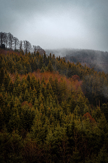 Nature, Trees, View From Above, Top, Forest, Fog, Tops HD phone wallpaper