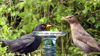 Common Blackbird, Female bird, Audacious nature HD wallpaper